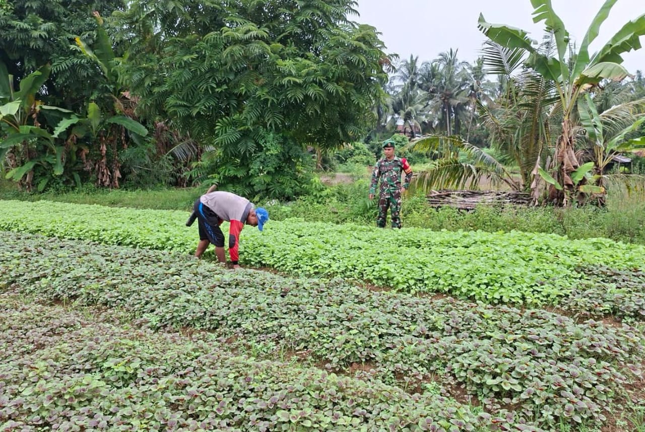 Bersama Petani, Babinsa Wujudkan Kemandirian Pangan di Kabupaten Sarolangun
