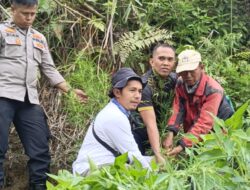 Satresnarkoba Polres Kerinci Dapati Sejumlah Tanaman Ganja di Lereng Gunung Kerinci Tindaklanjut Laporan Warga
