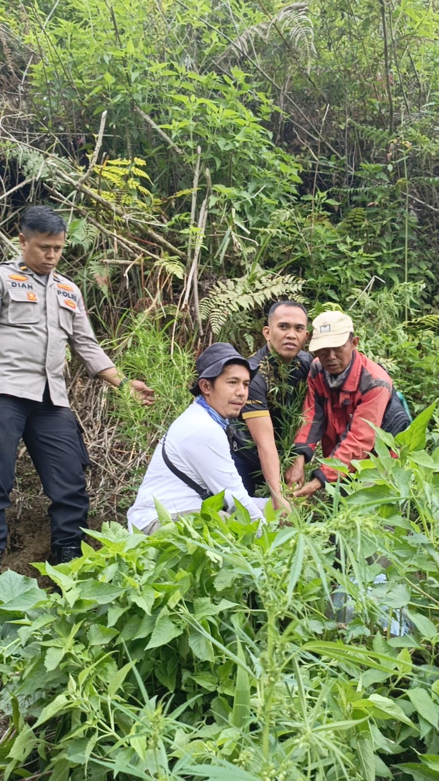 Satresnarkoba Polres Kerinci Dapati Sejumlah Tanaman Ganja di Lereng Gunung Kerinci Tindaklanjut Laporan Warga