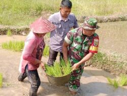 Bersama PPL dan Poktan Laksanakan Penanaman Padi di Desa Sekancing
