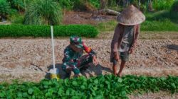 Serda M.Idrus bantu Petani rawat kebun Selada Hijau di Desa Muara Lati, Kecamatan VIII, Kabupaten Sarolangun Petani Lebih Maju dan Sukses Dalam Bertani