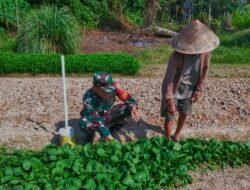 Serda M.Idrus bantu Petani rawat kebun Selada Hijau di Desa Muara Lati, Kecamatan VIII, Kabupaten Sarolangun Petani Lebih Maju dan Sukses Dalam Bertani