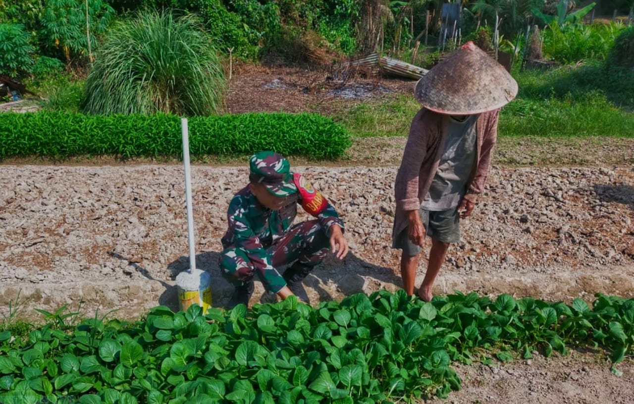 Serda M.Idrus bantu Petani rawat kebun Selada Hijau di Desa Muara Lati, Kecamatan VIII, Kabupaten Sarolangun Petani Lebih Maju dan Sukses Dalam Bertani