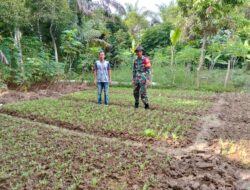 Babinsa Koramil 420-04/Sarolangun Dampingi Petani dalam kegiatan Hanpangan