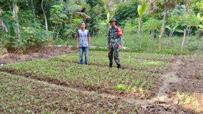 Babinsa Koramil 420-04/Sarolangun Dampingi Petani dalam kegiatan Hanpangan