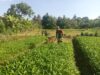 Program Ketahanan Pangan Babinsa Koramil 04/Sarolangun Kodim 0420/Sarko Dorong Semangat Petani Dalam Bertani