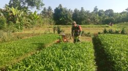 Program Ketahanan Pangan Babinsa Koramil 04/Sarolangun Kodim 0420/Sarko Dorong Semangat Petani Dalam Bertani