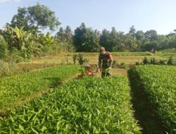 Program Ketahanan Pangan Babinsa Koramil 04/Sarolangun Kodim 0420/Sarko Dorong Semangat Petani Dalam Bertani