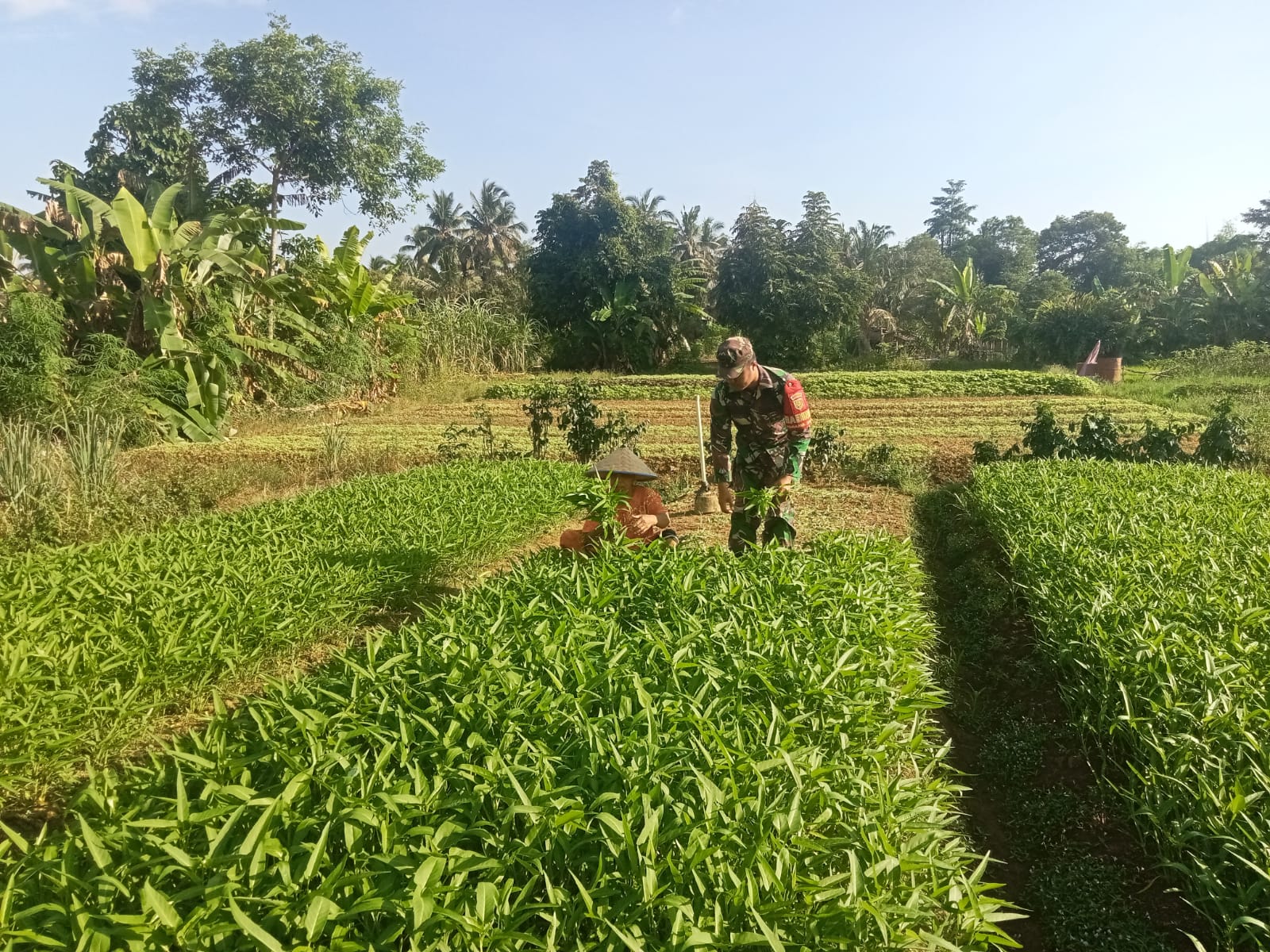 Program Ketahanan Pangan Babinsa Koramil 04/Sarolangun Kodim 0420/Sarko Dorong Semangat Petani Dalam Bertani