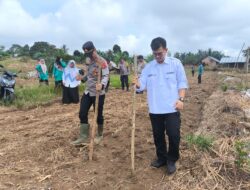 Polsek Bathin VIII Polres Sarolangun Bersama Pemerintahan Kecamatan Laksanakan Program Ketahanan Pangan Penanaman Jagung