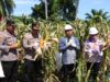 Dukung Program Ketahanan Pangan, Polres Merangin Panen Jagung Perdana