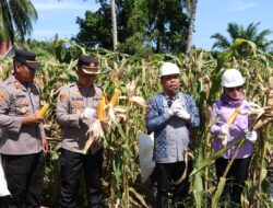Dukung Program Ketahanan Pangan, Polres Merangin Panen Jagung Perdana