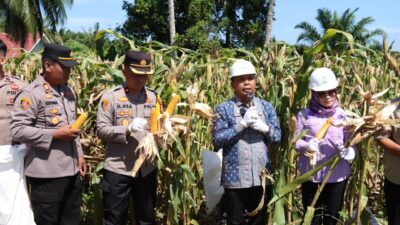 Dukung Program Ketahanan Pangan, Polres Merangin Panen Jagung Perdana