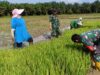 Dampingi Penanaman Perdana Padi Sawah di Desa Pematang Kabau