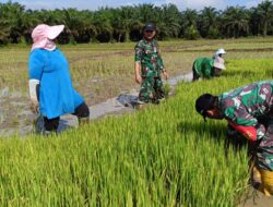 Dampingi Penanaman Perdana Padi Sawah di Desa Pematang Kabau