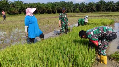 Dampingi Penanaman Perdana Padi Sawah di Desa Pematang Kabau