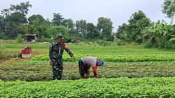 Praka. Nasrudin Babinsa Koramil 420-04 Dampingi Petani, Wujud Nyata Dukung Ketahanan Pangan Nasional