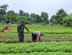 Praka. Nasrudin Babinsa Koramil 420-04 Dampingi Petani, Wujud Nyata Dukung Ketahanan Pangan Nasional