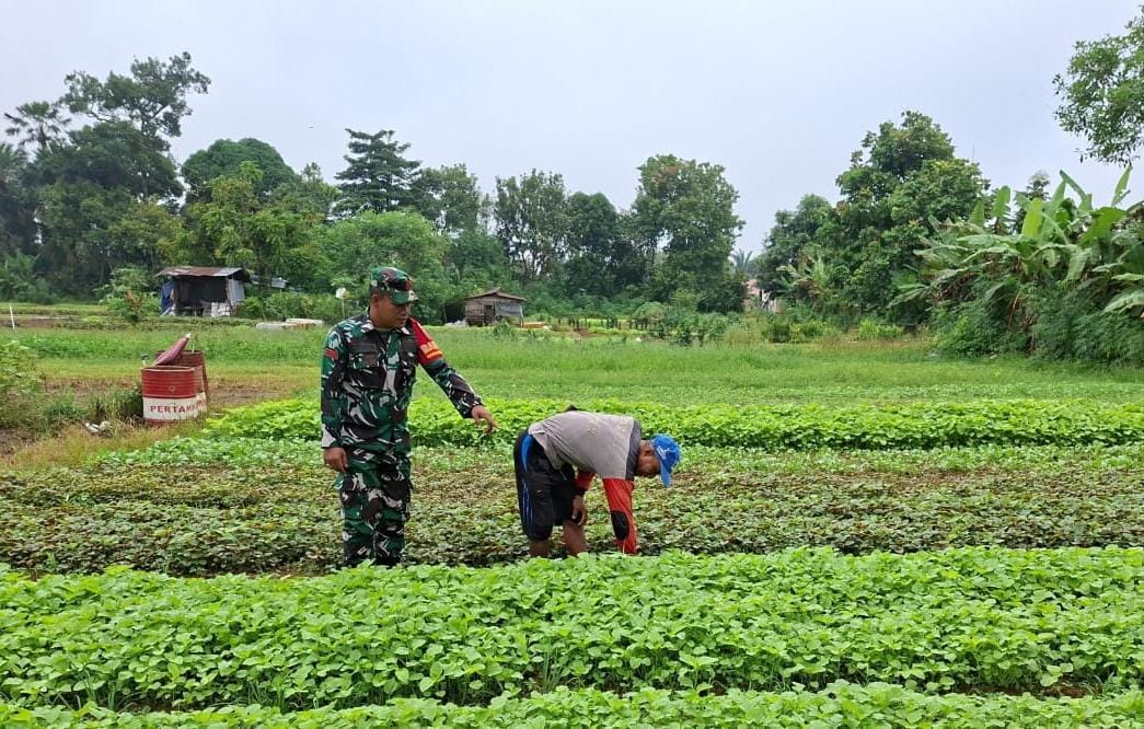 Praka. Nasrudin Babinsa Koramil 420-04 Dampingi Petani, Wujud Nyata Dukung Ketahanan Pangan Nasional