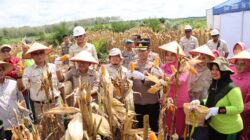 Polres Merangin Laksanakan Panen Jagung Tahap 2 Bersama PT. Krisna Duta Agroindo (KDA)