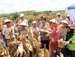 Polres Merangin Laksanakan Panen Jagung Tahap 2 Bersama PT. Krisna Duta Agroindo (KDA)