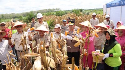 Polres Merangin Laksanakan Panen Jagung Tahap 2 Bersama PT. Krisna Duta Agroindo (KDA)