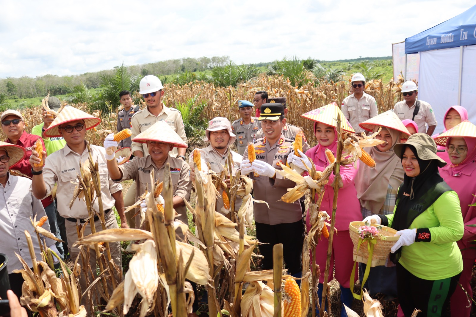 Polres Merangin Laksanakan Panen Jagung Tahap 2 Bersama PT. Krisna Duta Agroindo (KDA)
