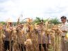 Wabup dan Kapolres Panen Raya Jagung di Kebun KDA Program Ketahanan Pangan Asta Cita Presiden Prabowo