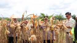 Wabup dan Kapolres Panen Raya Jagung di Kebun KDA Program Ketahanan Pangan Asta Cita Presiden Prabowo