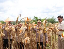 Wabup dan Kapolres Panen Raya Jagung di Kebun KDA Program Ketahanan Pangan Asta Cita Presiden Prabowo