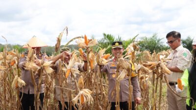 Wabup dan Kapolres Panen Raya Jagung di Kebun KDA Program Ketahanan Pangan Asta Cita Presiden Prabowo