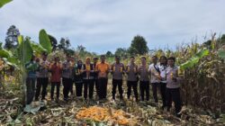 Polres Tanggamus Panen Jagung di Talang Padang, Wujud Nyata Dukung Ketahanan Pangan Nasional