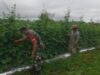 Aktif Dampingi Petani Mentimun di Sarolangun, Dorong Ketahanan Pangan dan Ekonomi Warga