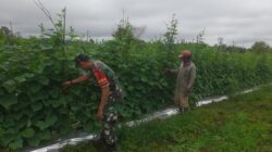 Aktif Dampingi Petani Mentimun di Sarolangun, Dorong Ketahanan Pangan dan Ekonomi Warga