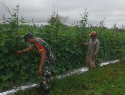 Aktif Dampingi Petani Mentimun di Sarolangun, Dorong Ketahanan Pangan dan Ekonomi Warga