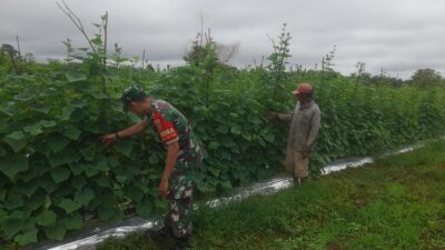 Aktif Dampingi Petani Mentimun di Sarolangun, Dorong Ketahanan Pangan dan Ekonomi Warga