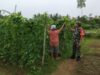 Babinsa 420-04,Bantu petani proses pengolahan lahan, membersihkan gulma hingga panen di Desa Tinting 