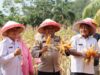 Program Astacita Presiden tentang ketahanan pangan Polres Bungo menggelar Panen Raya Jagung tahap 1