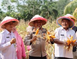 Program Astacita Presiden tentang ketahanan pangan Polres Bungo menggelar Panen Raya Jagung tahap 1