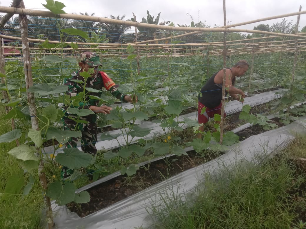 Babinsa Serda Sutriswanto Mendampingi kegiatan Petani Perawatan Tanaman Gambas Milik Simbolon 