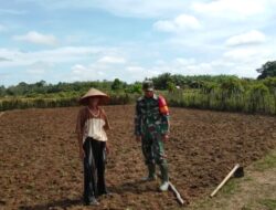 Serda Medi arahman Babinsa Koramil 04/Sarolangun Kodim 0420/Sarkobantu petani menaman Kacang tanah