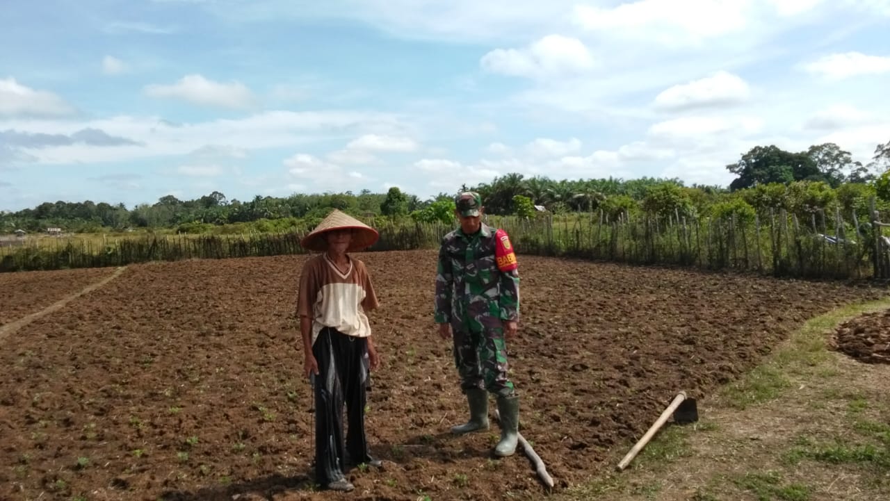 Serda Medi arahman Babinsa Koramil 04/Sarolangun Kodim 0420/Sarkobantu petani menaman Kacang tanah