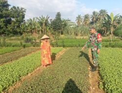 Dampingi Petani Bayam, Wujud Nyata TNI Dukung Ketahanan Pangan