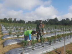 Babinsa Koramil 420-04/Sarolangun Dampingi Petani Cabe, Dorong Peningkatan Kualitas Panen