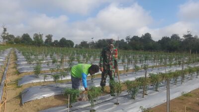 Babinsa Koramil 420-04/Sarolangun Dampingi Petani Cabe, Dorong Peningkatan Kualitas Panen