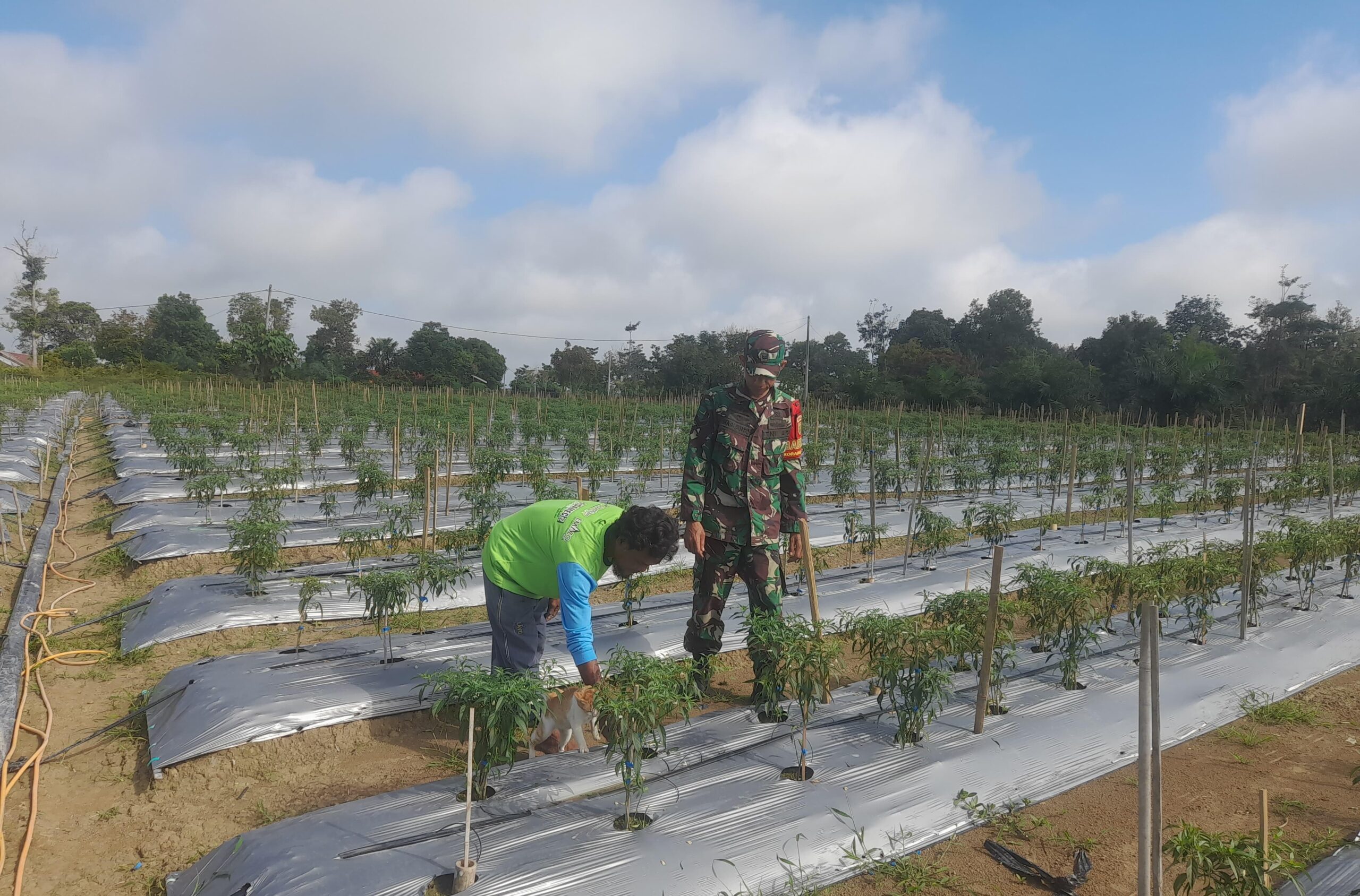 Babinsa Koramil 420-04/Sarolangun Dampingi Petani Cabe, Dorong Peningkatan Kualitas Panen