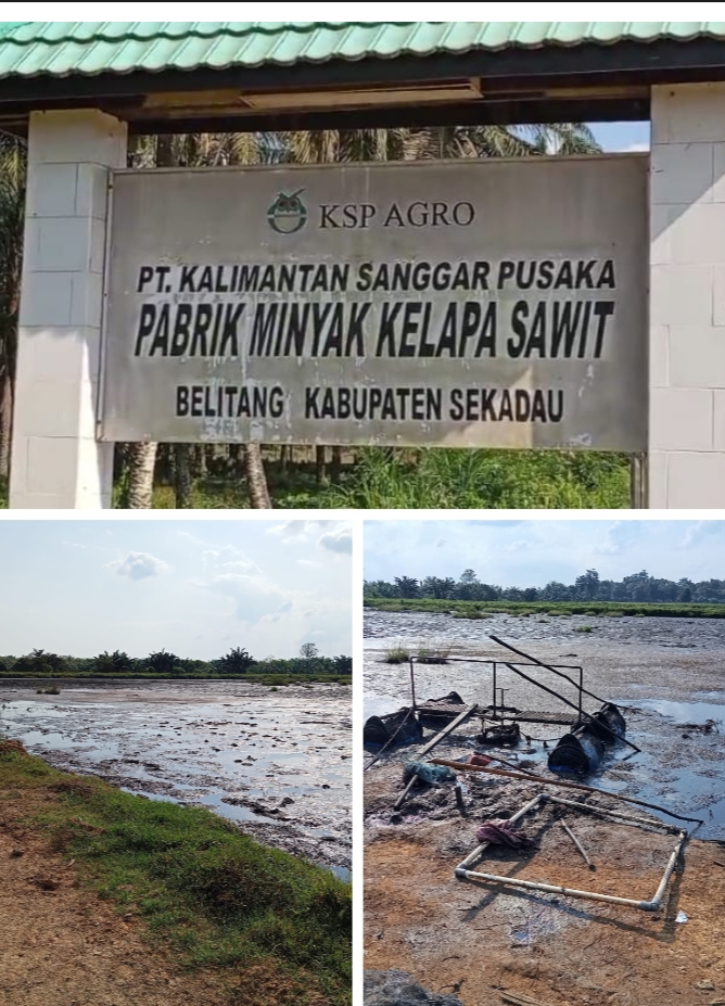 *Pabrik Minyak Kelapa Sawit Milik PT.KALIMANTAN SANGGAR PUSAKA (KSP) AGRO Sekadau, Di Duga Kuat Melanggar Aturan Amdal*