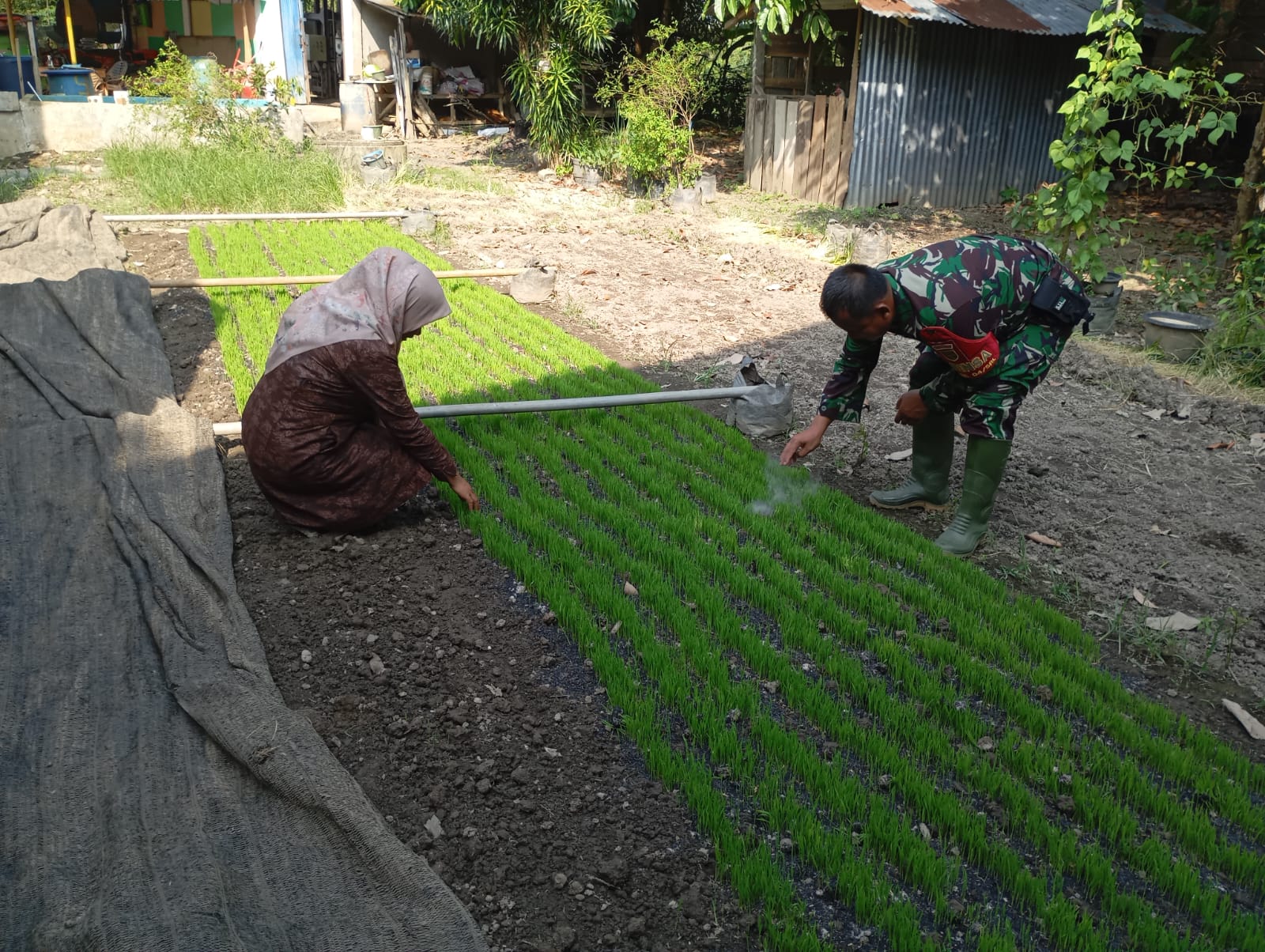 Serda Castam melaksanakan pengecekan penyemaian bibit padi bersama PPL Kelurahan Sarolangun Kembang.