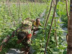 Babinsa koramil 03/pauh Koptu Wasidi melaksanakan komsos serta pendampingan Dukung Ketahanan Pangan Babinsa Membantu Warga Panen Mentimun 