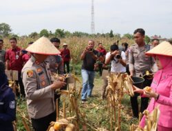 Wujud Nyata Dukung Swasembada Pangan 2025 Kapolres Tebo Panen Raya Jagung Serentak Kuartal lll Di Desa Sumbersari Kec Rimbo Ulu